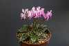 Cyclamen graecum subsp candicum