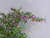 Fuchsia 'Lottie Hobley'