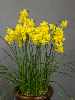 Narcissus jonquilla 'Little Sunray'