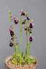 Ophrys ferruum-equinum