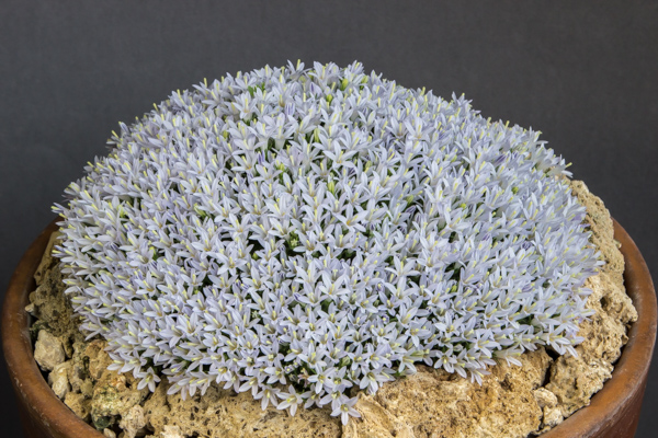 Campanula 'Blue Pearl' (myrtifolia x asperuloides)