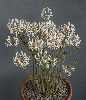 Pelargonium auritum ssp carneum