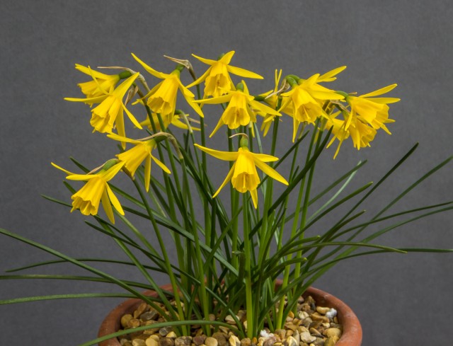 Narcissus 'Coo'