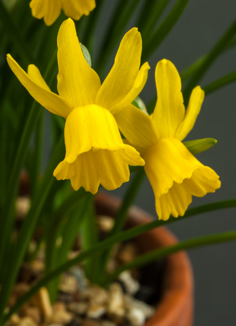Narcissus 'Minionette'
