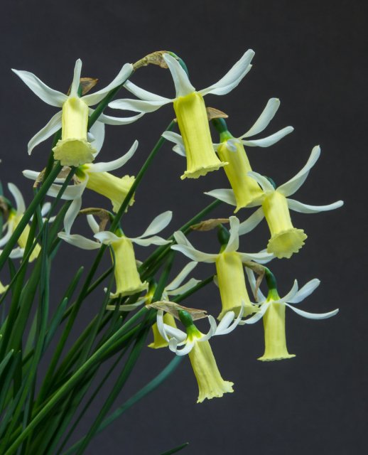 Narcissus alpestris x cyclamineus