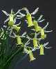Narcissus alpestris x cyclamineus